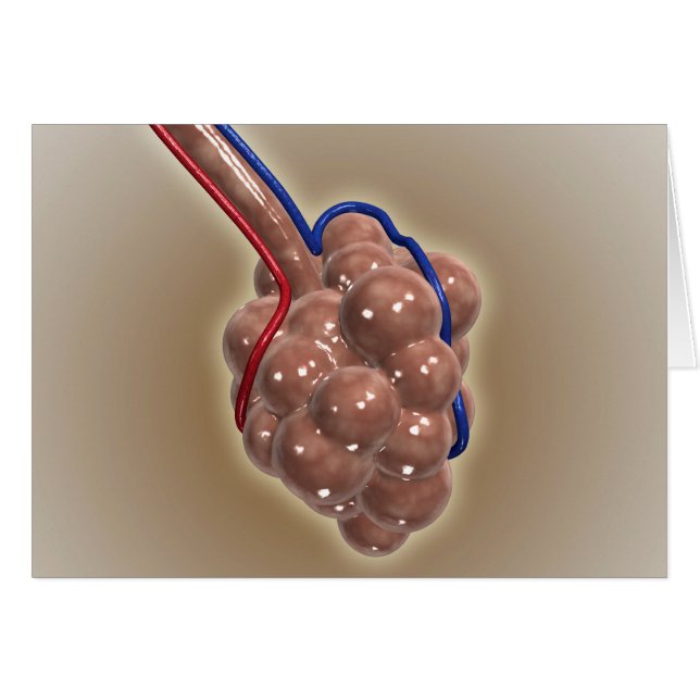 Close-Up Of Alveolus (Front Horizontal)