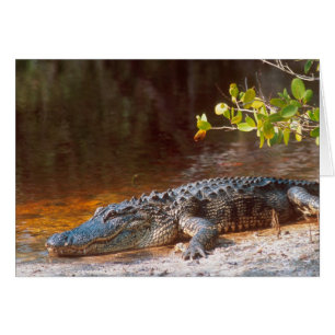 Close up of an american alligator at the J.N.