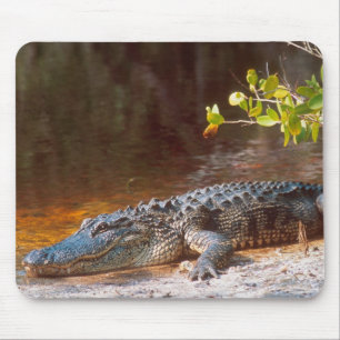 Close up of an american alligator at the J.N. Mouse Pad