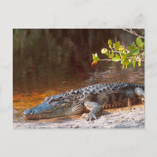 Close up of an american alligator at the J.N. Postcard (Front)
