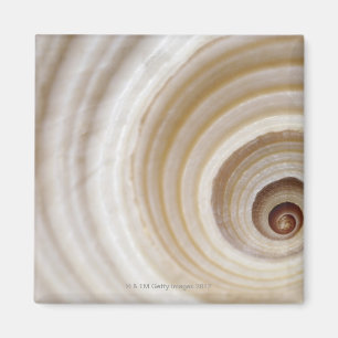 Close-up of an animal shell magnet