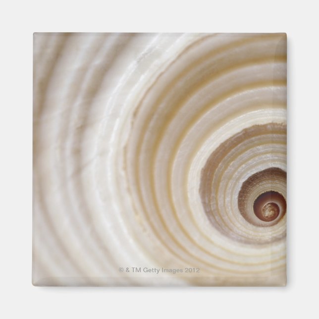 Close-up of an animal shell magnet (Front)