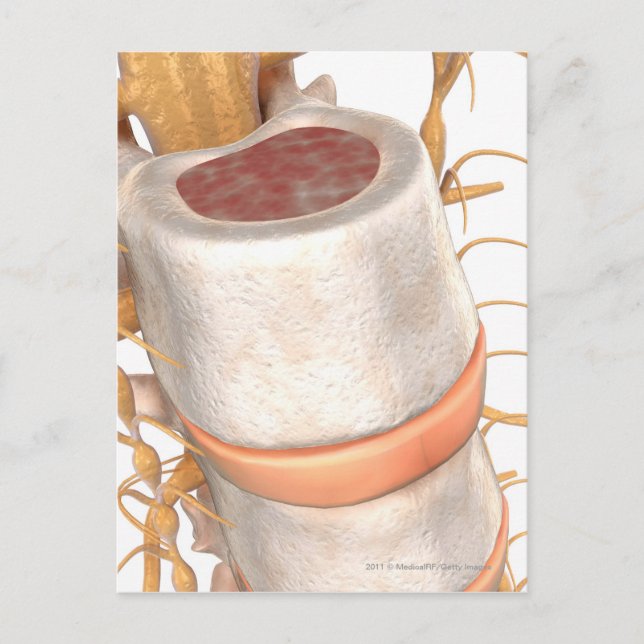 Close up of an invertebral disc in the spine postcard (Front)