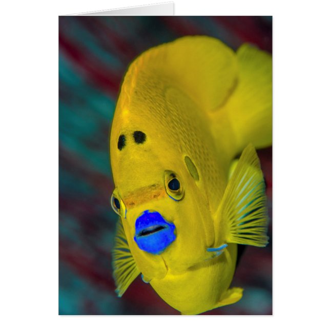 Close-up of Angelfish (Front)