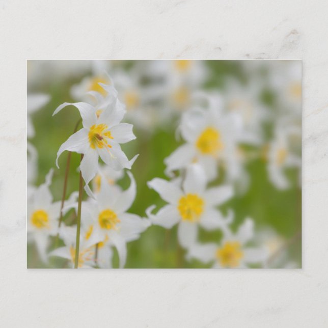 Close-up of avalanche lilies postcard (Front)