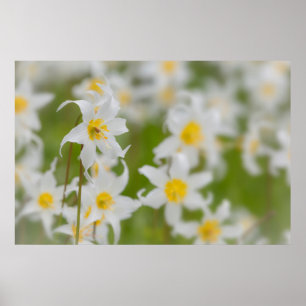Close-up of avalanche lilies poster