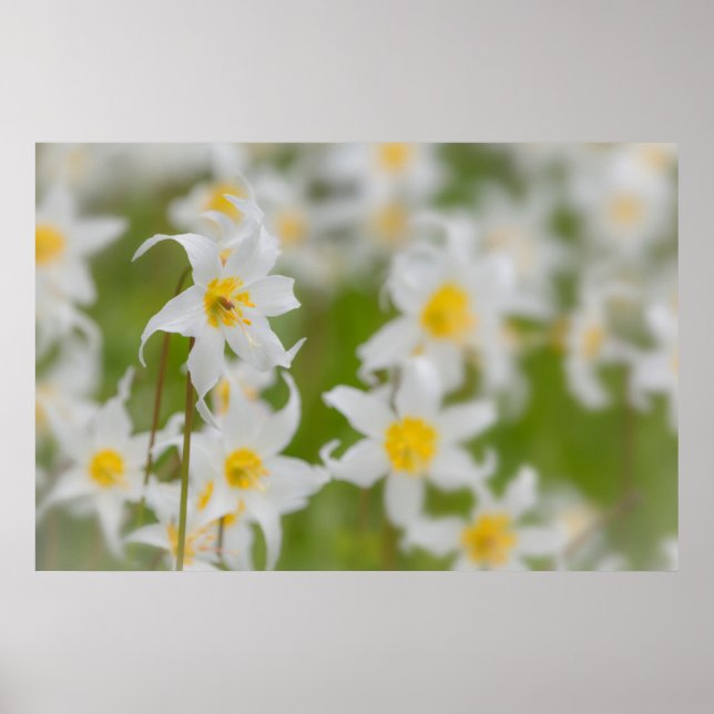 Close-up of avalanche lilies poster (Front)