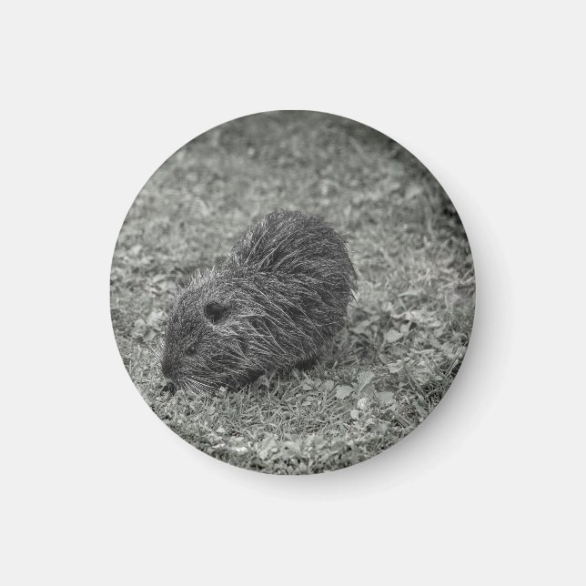 Close-up of baby nutria (Myocastor coypus) on fiel Magnet (Front)
