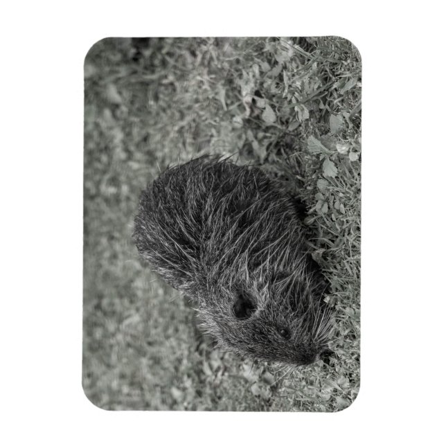 Close-up of baby nutria (Myocastor coypus) on fiel Magnet (Vertical)