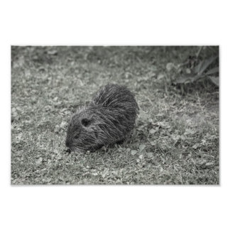 Close-up of baby nutria (Myocastor coypus) on fiel Photo Print