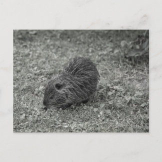 Close-up of baby nutria (Myocastor coypus) on fiel Postcard