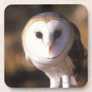 'Close-up of Barn Owl, Land Between Lakes, KY' Coaster