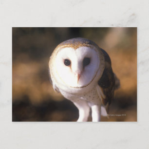 'Close-up of Barn Owl, Land Between Lakes, KY' Postcard