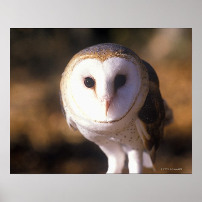 'Close-up of Barn Owl, Land Between Lakes, KY' Poster (Front)