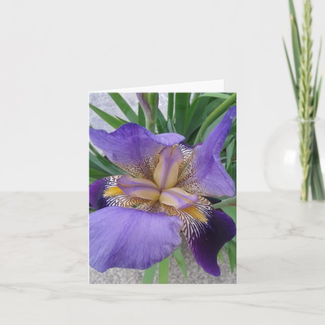 Close up of Blooming Iris Flower Card (Front)