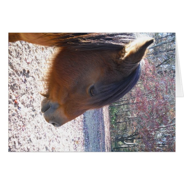Close up of Brown horse, Little Brown Pony (Front Horizontal)