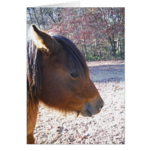 Close up of Brown horse, Little Brown Pony