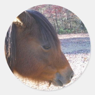 Close up of Brown horse, Little Brown Pony Classic Round Sticker