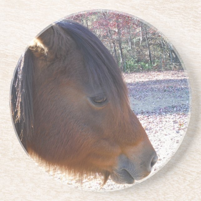 Close up of Brown horse, Little Brown Pony Coaster (Front)