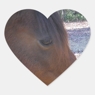 Close up of Brown horse, Little Brown Pony Heart Sticker