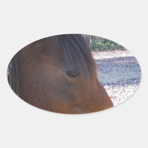 Close up of Brown horse, Little Brown Pony Oval Sticker