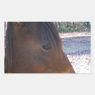 Close up of Brown horse, Little Brown Pony Rectangular Sticker
