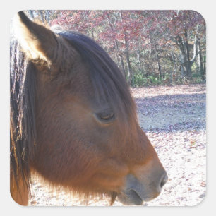 Close up of Brown horse, Little Brown Pony Square Sticker