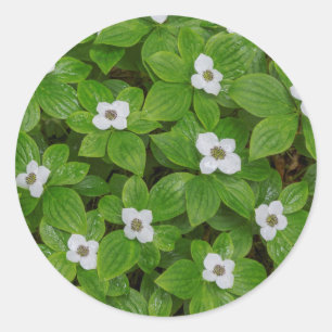 Close-up of bunchberry with white flowers classic round sticker