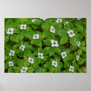 Close-up of bunchberry with white flowers poster