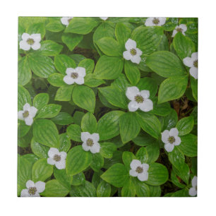 Close-up of bunchberry with white flowers tile