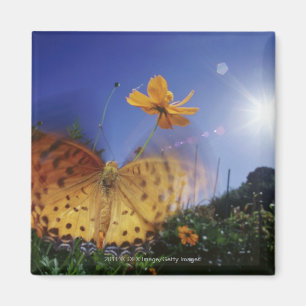 Close-up of butterfly, flapping wings magnet