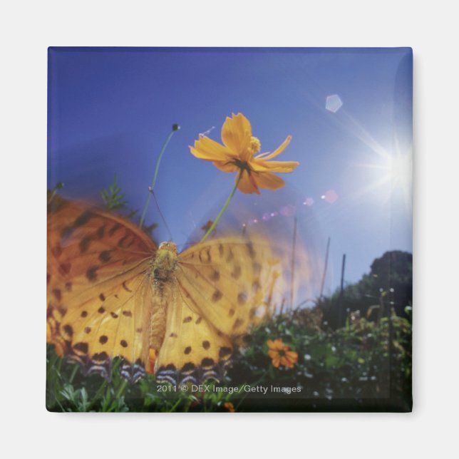 Close-up of butterfly, flapping wings magnet (Front)