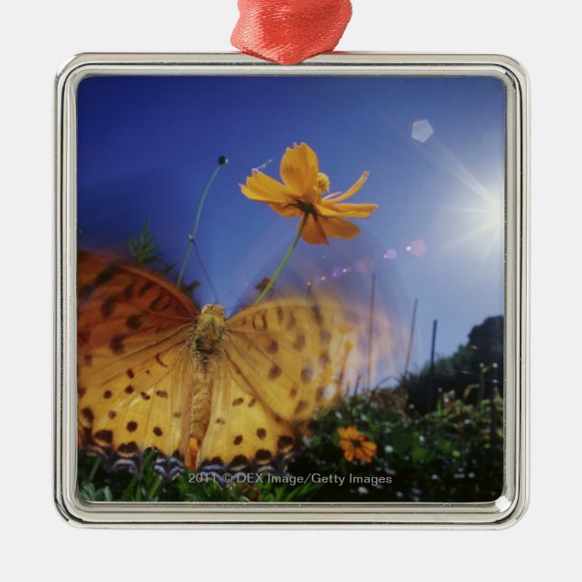 Close-up of Butterfly, flapping wings Metal Ornament (Front)