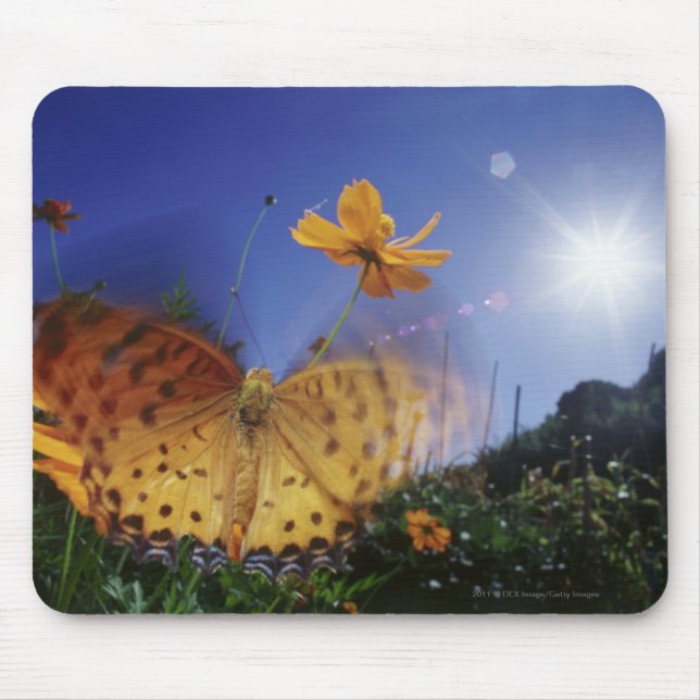 Close-up of butterfly, flapping wings mouse pad (Front)