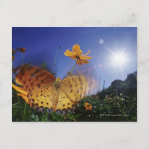 Close-up of butterfly, flapping wings postcard
