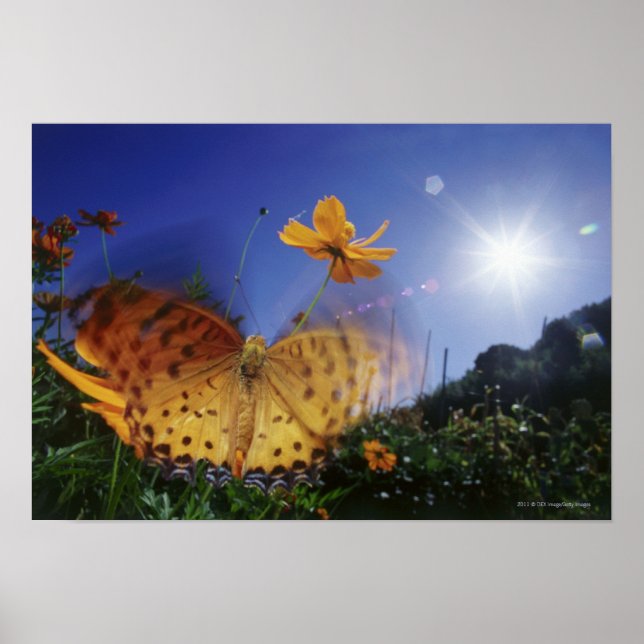 Close-up of butterfly, flapping wings poster (Front)