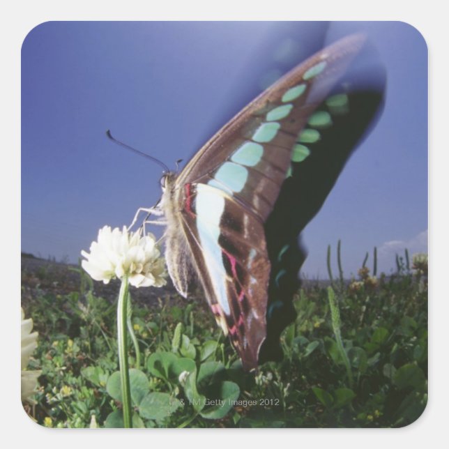Close-up of butterfly on flower, flapping wings square sticker (Front)