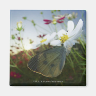 Close-up of butterfly on flower magnet