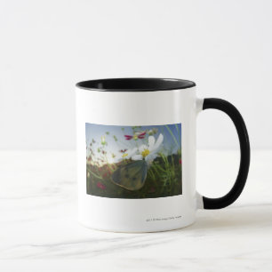 Close-up of butterfly on flower mug