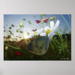 Close-up of butterfly on flower poster