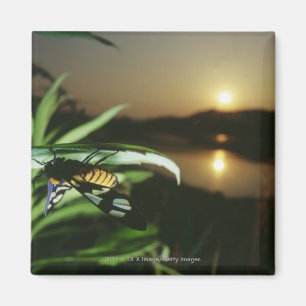 Close-up of Butterfly on leaf at sunset Magnet