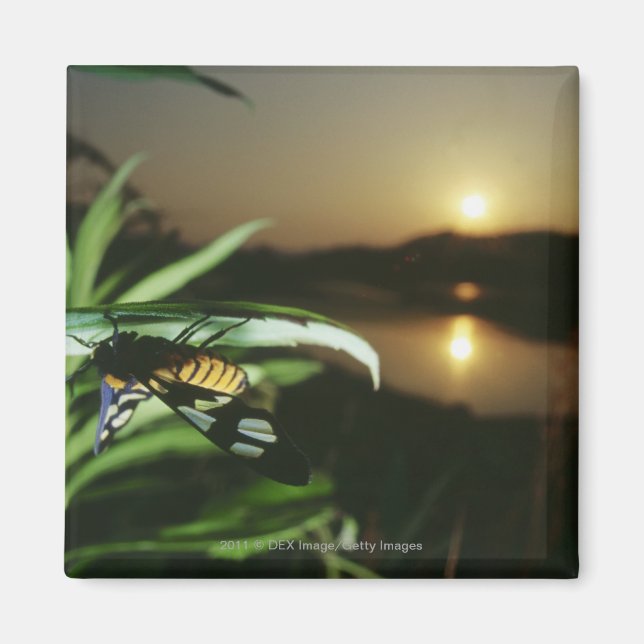Close-up of Butterfly on leaf at sunset Magnet (Front)