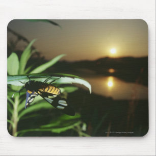 Close-up of Butterfly on leaf at sunset Mouse Pad