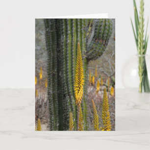 Close Up Of Cactus And Agave Card