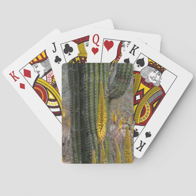 Close Up Of Cactus And Agave Playing Cards (Back)