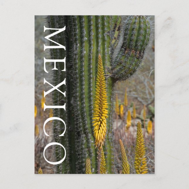 Close Up Of Cactus And Agave Postcard (Front)