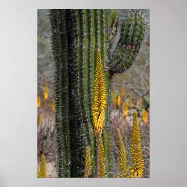 Close Up Of Cactus And Agave Poster (Front)
