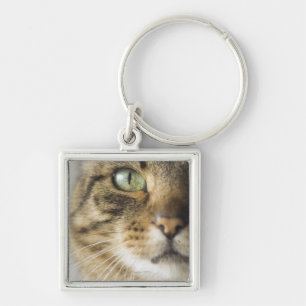 Close-up of cat (focus on eye) key ring