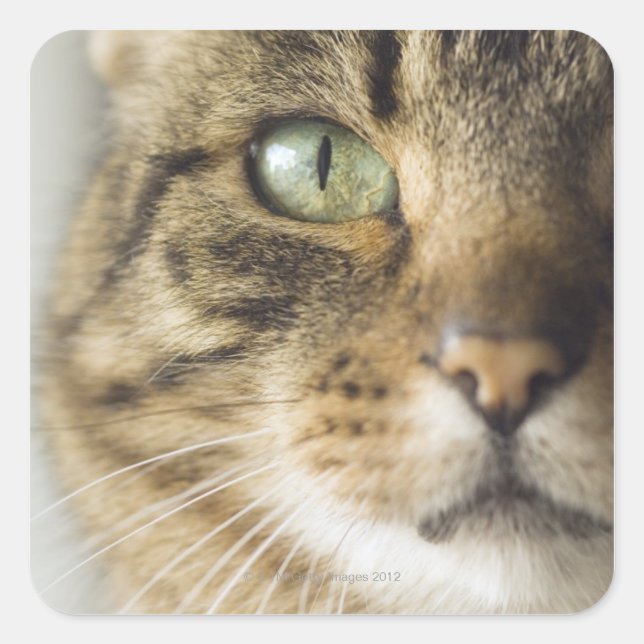 Close-up of cat (focus on eye) square sticker (Front)