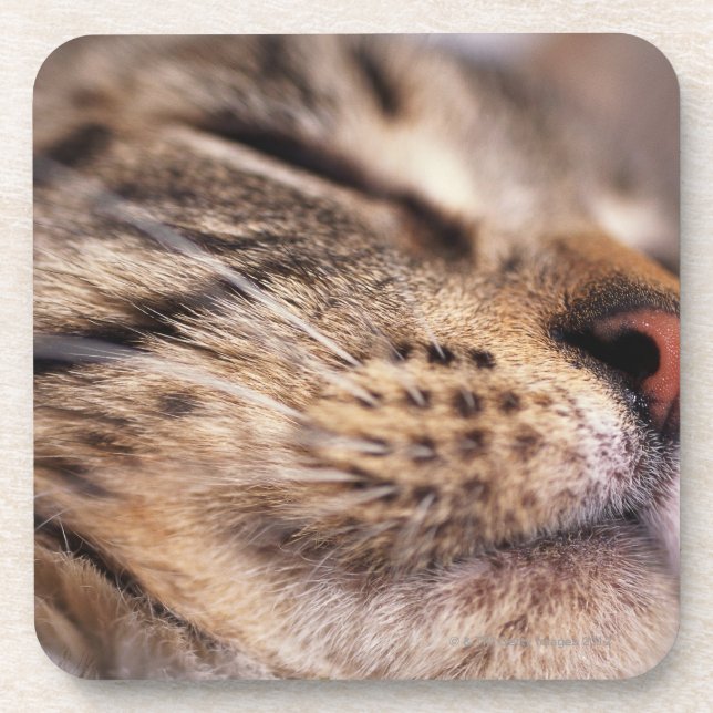 Close-up of cat whiskers and muzzle coaster (Front)